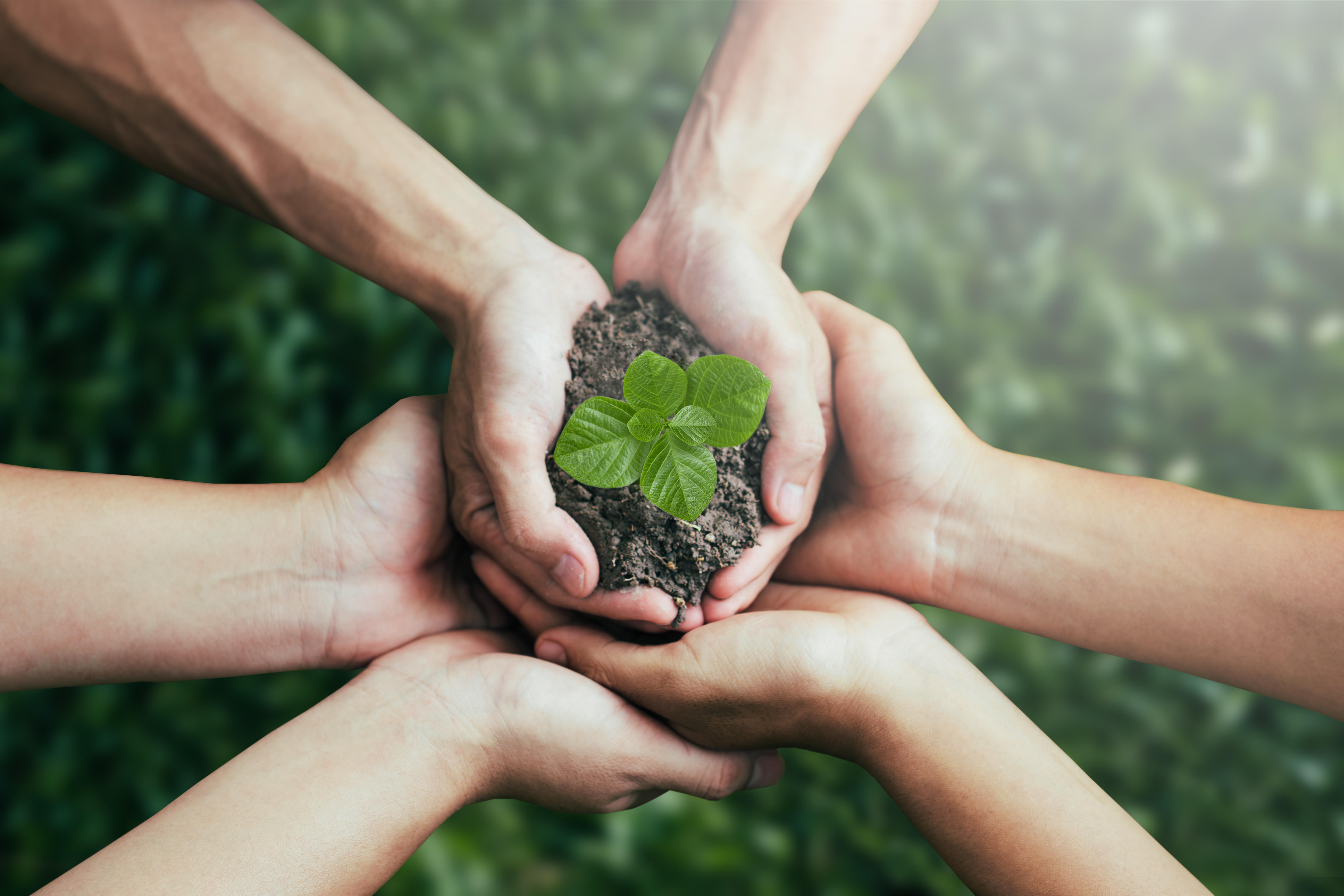 Several pairs of hands cupped together around soil and a young green seedling